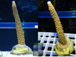 Ableger Green Corals SPS Acropora-sp.-5-formosa-gruen