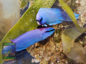 Pseudochromis-sankeyi-x-fridmani