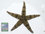 Starfish & brittle stars