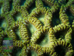 Crustaceans & Sea Anemones