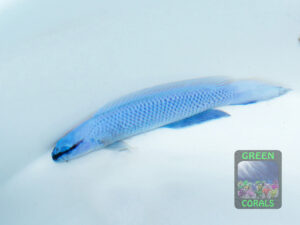Pseudochromis-sankeyi-x-fridmani-