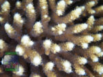 SPS Stony Corals