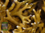 Other corals