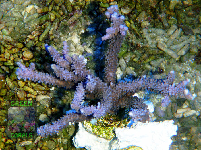 Acropora sp. ‚marineblau‘