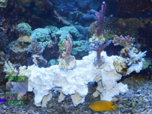 Kleiner Korallenast Acropora S 8er