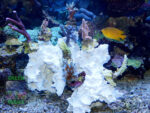 Kleiner Korallenast Acropora S 8er