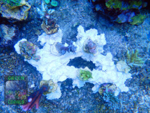 Kleiner Korallenast Acropora