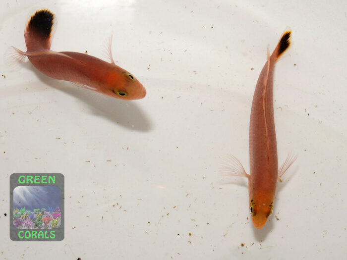 Pseudochromis elongatus DSC05582