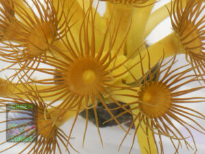 Parazoanthus-sp.-gelb