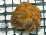 Acanthastrea-echinata-orange